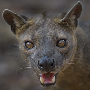 Fossa Headshot Animal Yearbook