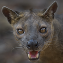 Fossa Headshot Animal Yearbook