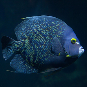 French Angelfish Headshot