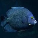French Angelfish Headshot Animal Yearbook