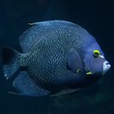 French Angelfish Headshot Animal Yearbook