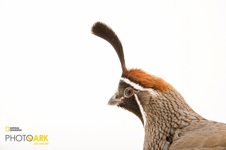 Gambel's Quail_Joel Sartore