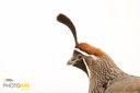 Gambel's Quail_Joel Sartore