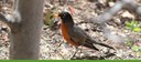 Botanic Garden Banner Bird Tours