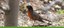 Botanic Garden Banner Bird Tours