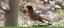 Botanic Garden Banner Bird Tours
