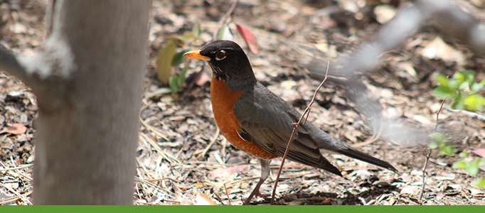 Botanic Garden Banner Bird Tours