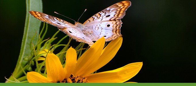 flower and butterfly 