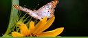 Botanic Garden banner