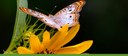 Botanic Garden banner