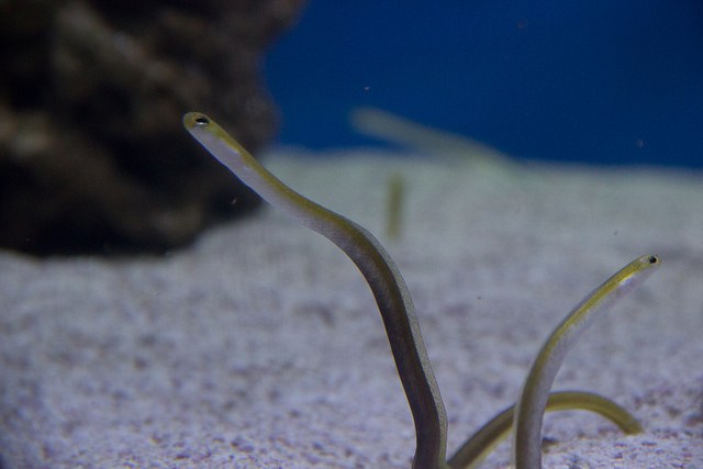 Garden eel