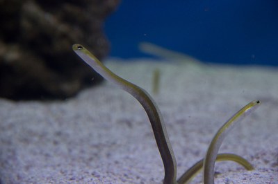 Garden eel at the Aquarium
