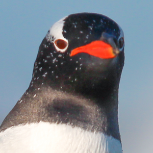 Gentoo Penguin Headshot