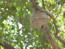 Insect Nest Ghost Ranch 2018