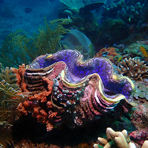 Headshot of Giant Clam