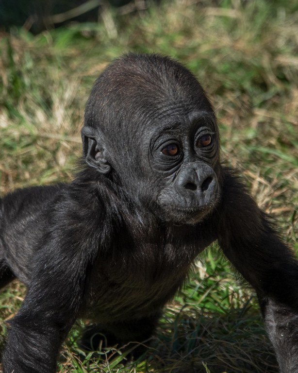 Gila - baby gorilla