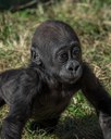 Gila - baby gorilla