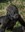 Gila - baby gorilla