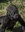 Gila - baby gorilla