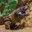 Gila Monster