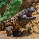 Gila Monster