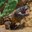Gila Monster