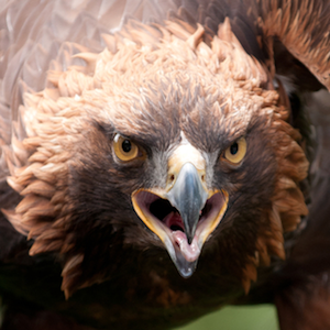 Headshot of Golden Eagle