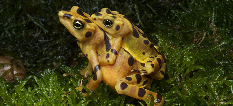 panamanian-golden-frogs