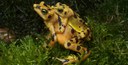 Panamanian golden frogs