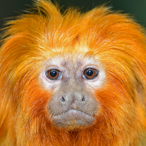 Golden Lion Tamarin Headshot
