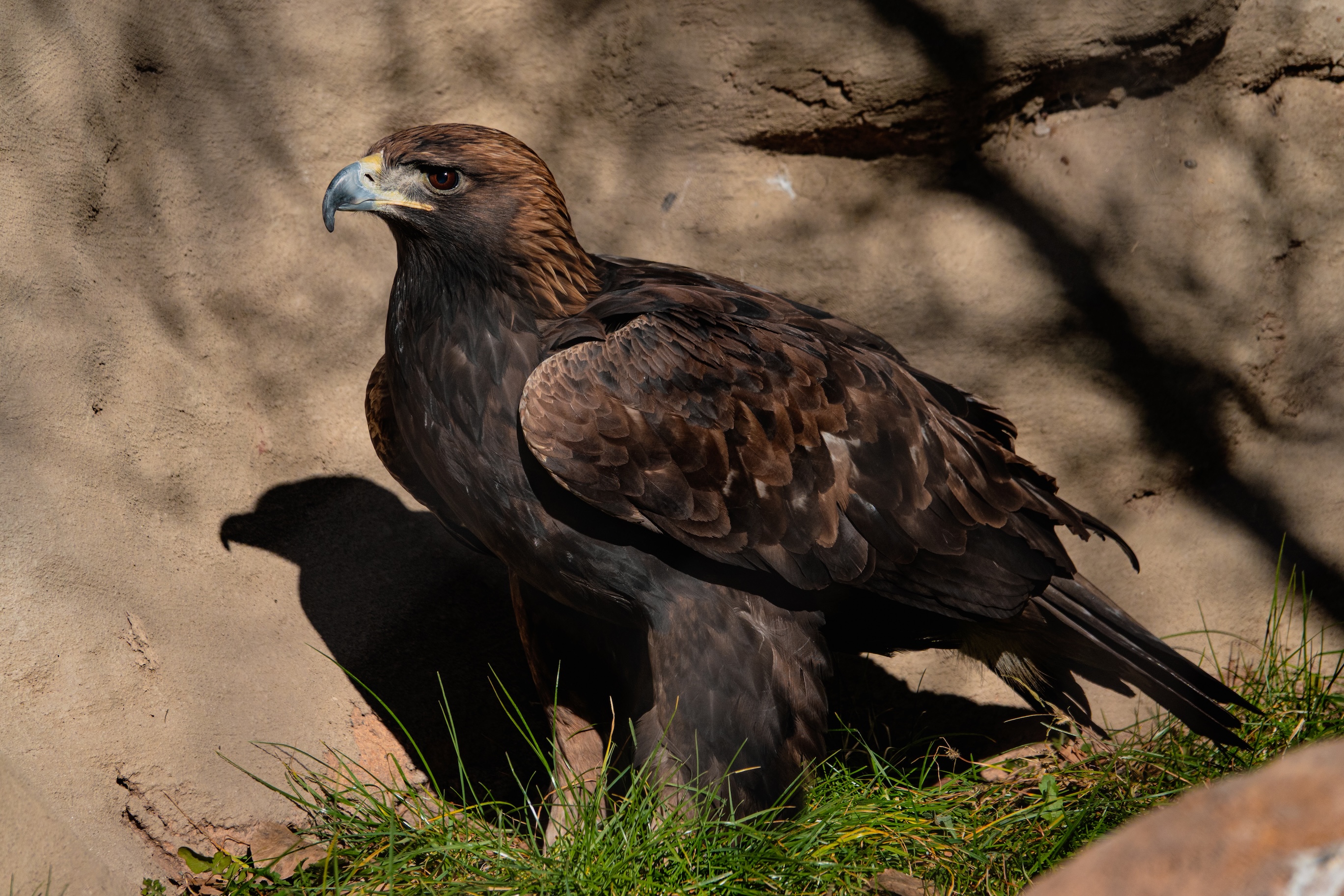 Golden eagle 1
