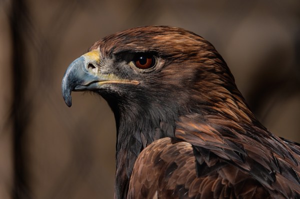 Golden eagle 2
