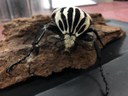 Goliath Beetle BioPark Connect