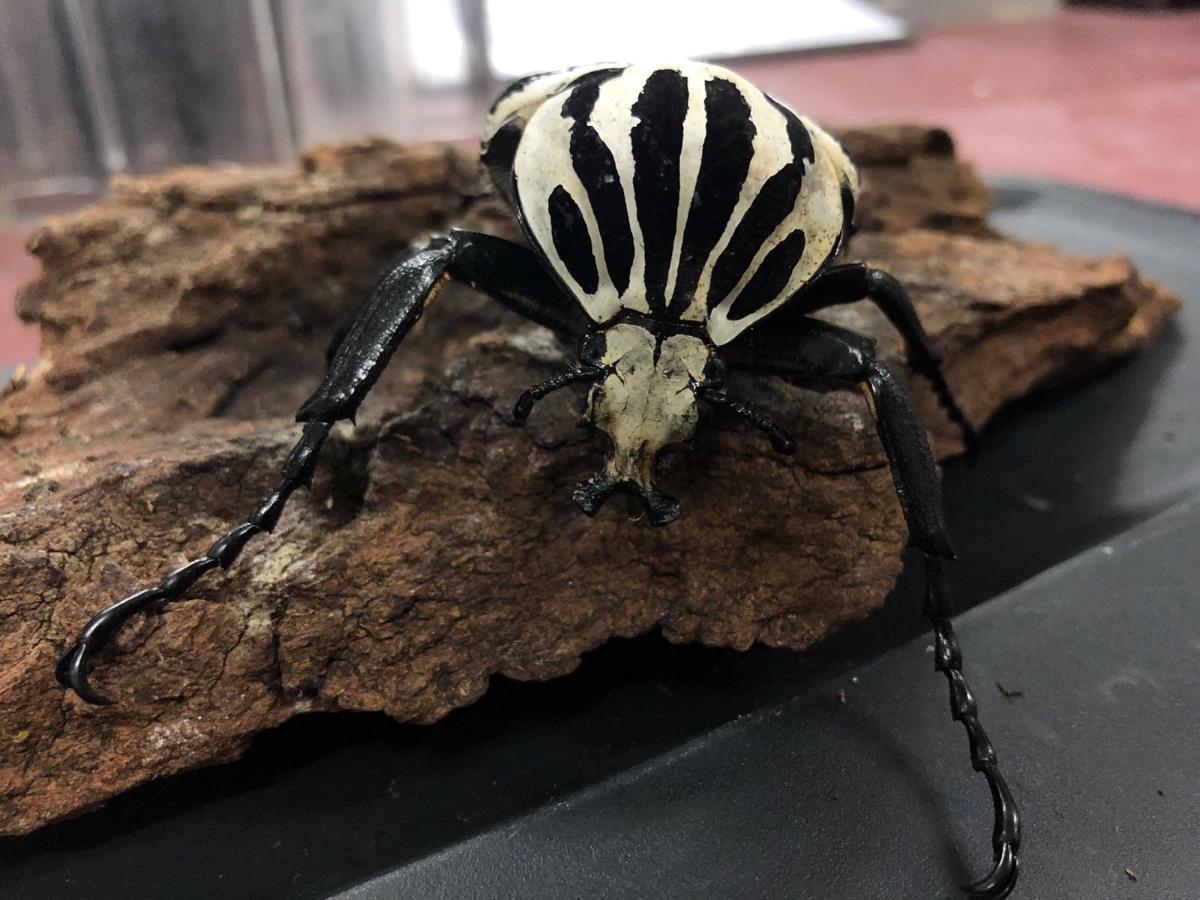 Goliath Beetle BioPark Connect