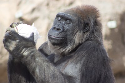 A gorilla plays with a ball.