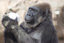 Gorilla meditation