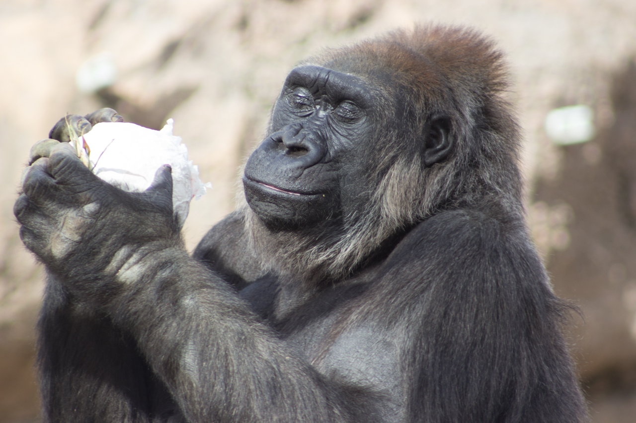 Gorilla meditation