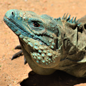 Grand Cayman Blue Iguana Headshot 