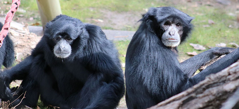 siamang-biopark