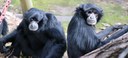 Great Apes Feature Siamangs