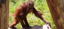 Great Apes Feature Orangutan