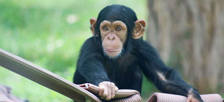 Great Apes Feature Chimp Baby