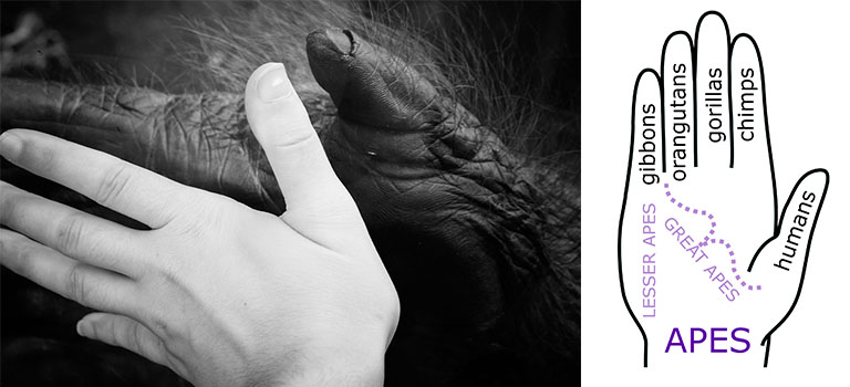 gorilla-hand-human-hand-great-apes
