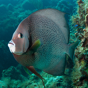 Headshot of Grey Angelfish