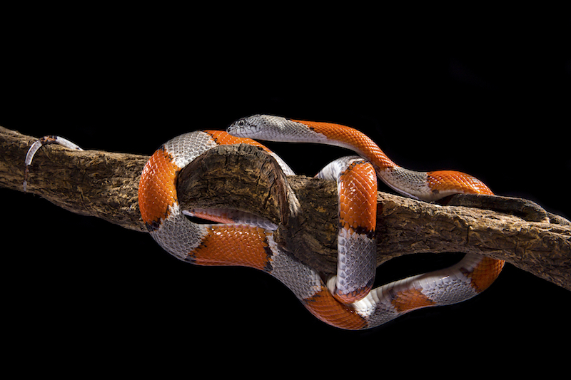 Grey-banded Kingsnake, Dreamstime