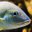 Grunt Fish Headshot Aquarium Yearbook