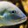 Grunt Fish Headshot Aquarium Yearbook