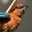 Guam Kingfisher Headshot