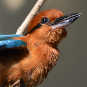 Headshot of Guam Kingfisher