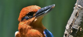 Guam Kingfisher